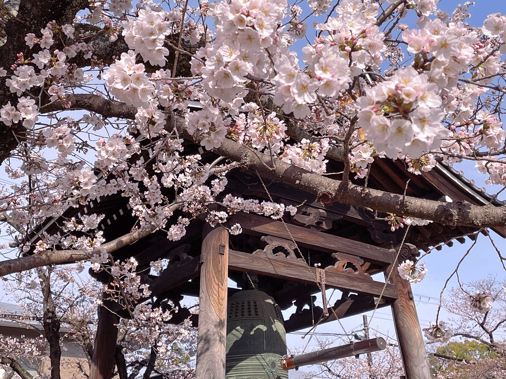 京都 妙顕寺は桜の穴場スポット