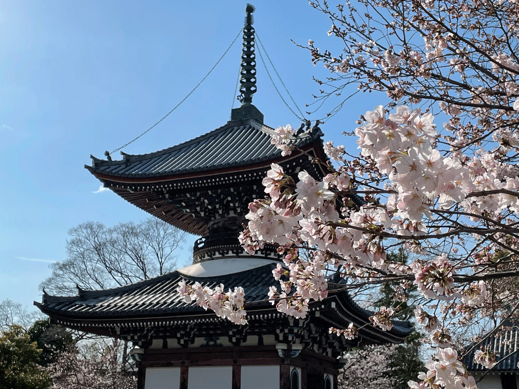 京都 本法寺　桜