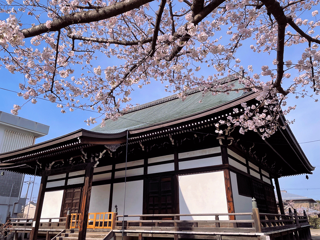 京都 妙顕寺 桜