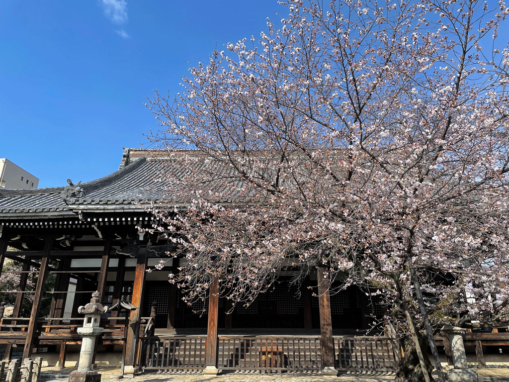 京都 本法寺　桜