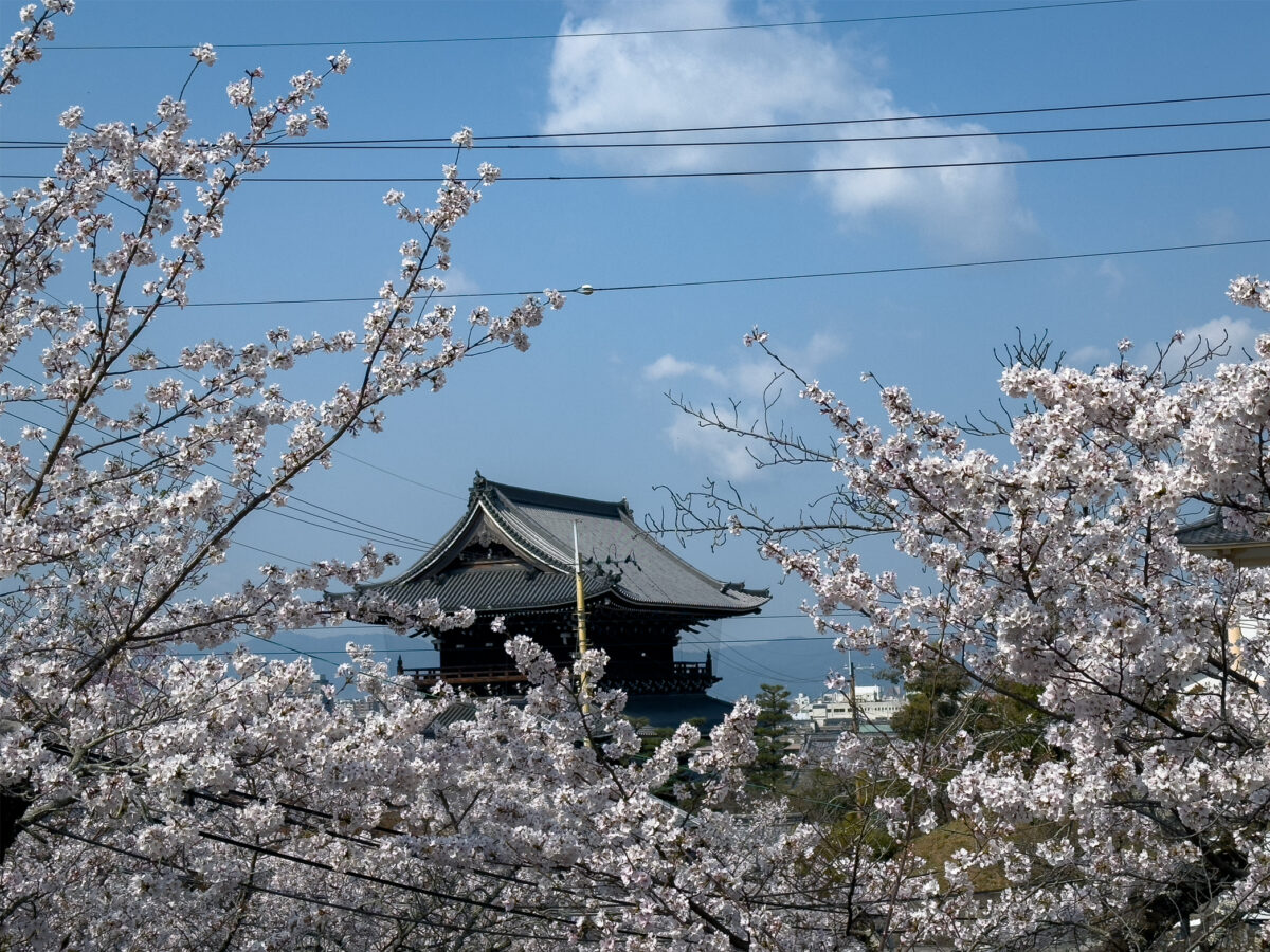 金戒光明寺桜20250407-1
