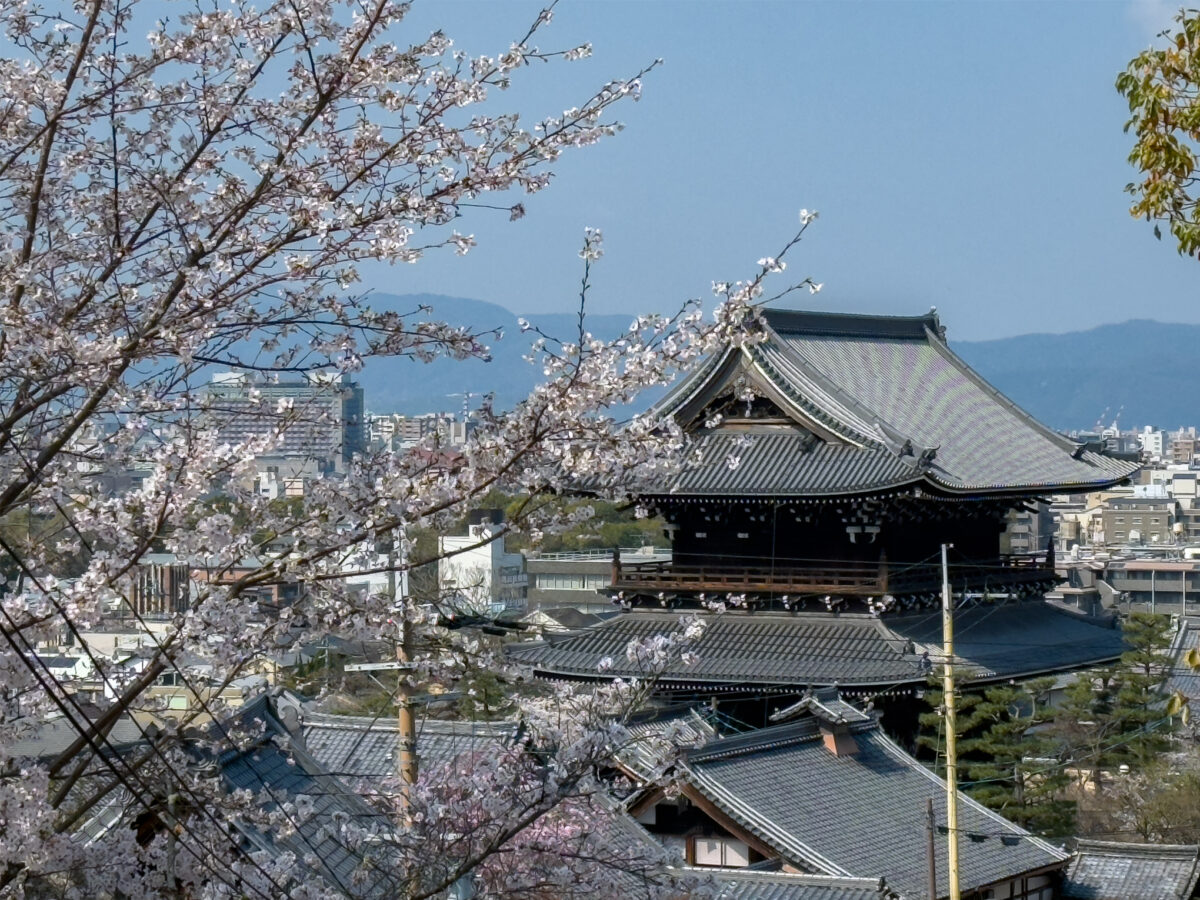 金戒光明寺桜20250407-2