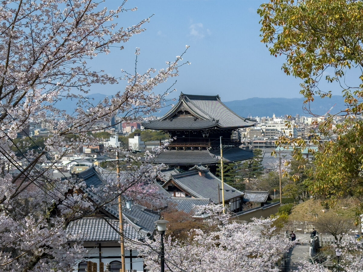 金戒光明寺桜20250407-3