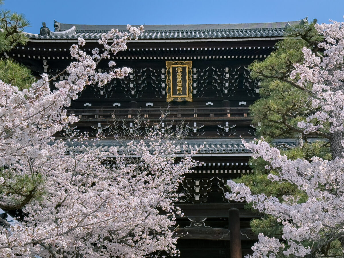 金戒光明寺桜20250407-4
