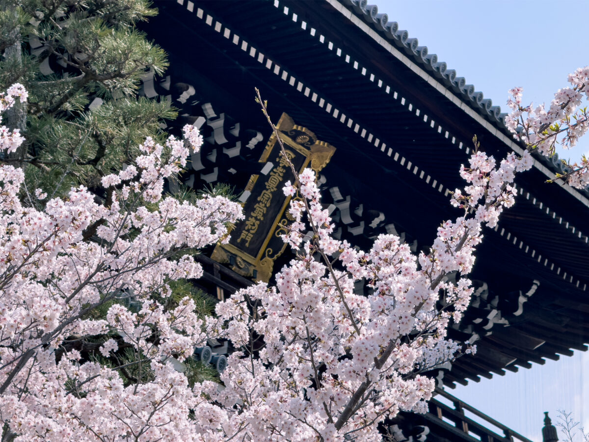 金戒光明寺桜20250407-7