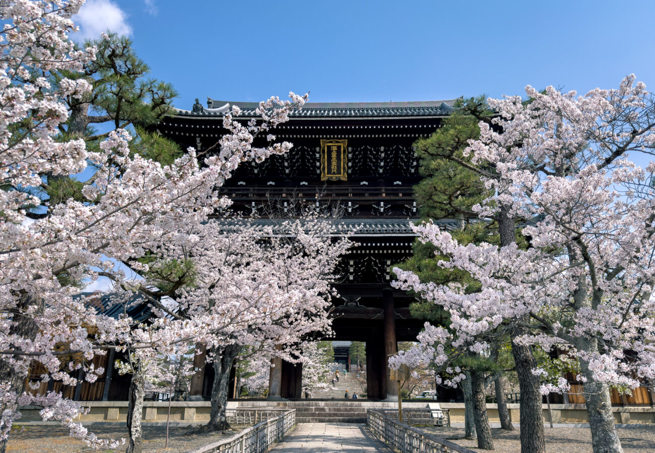 金戒光明寺桜20250407-8