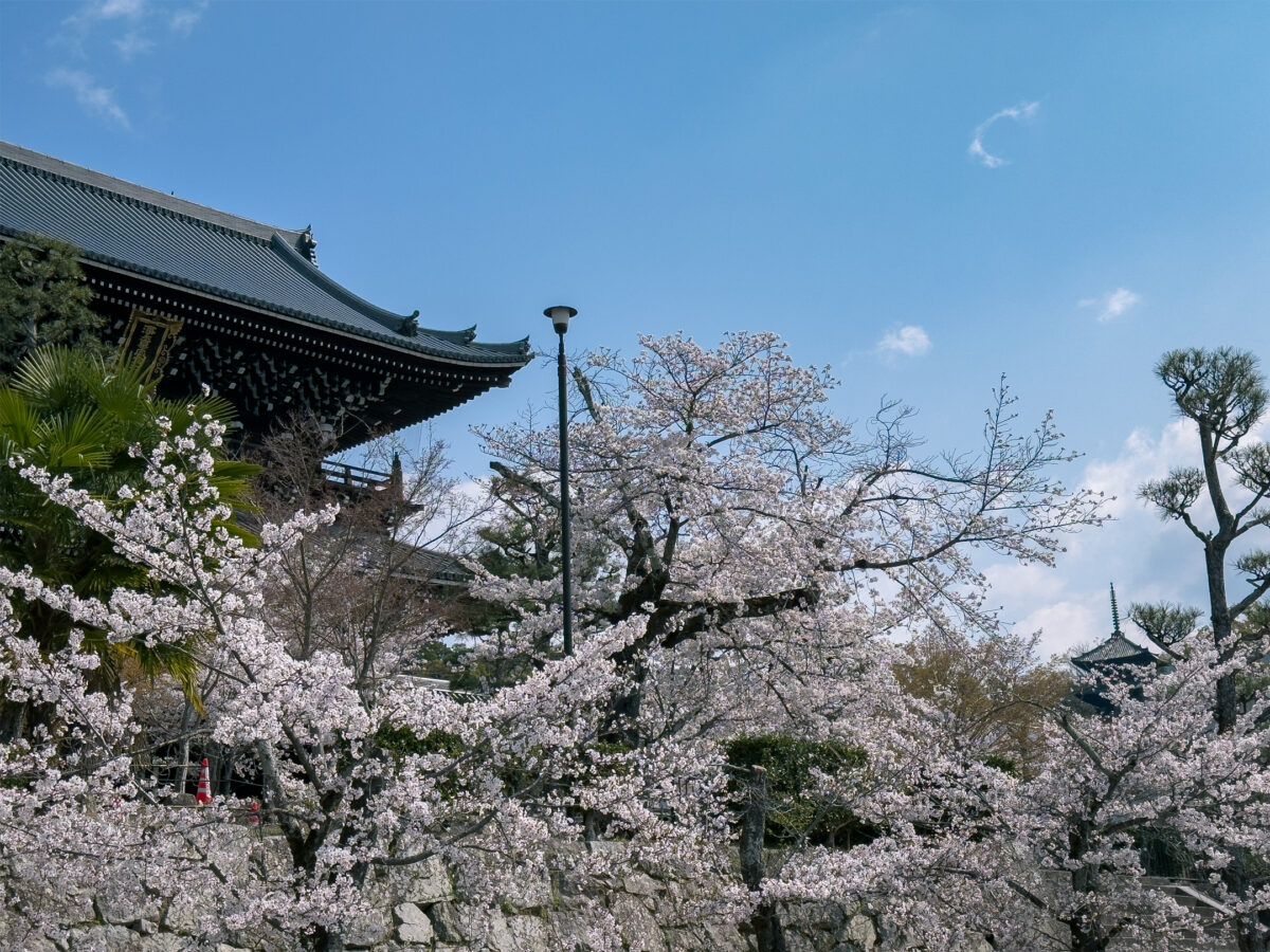 金戒光明寺桜20250407-9