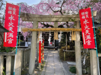 京都 水火天満宮の桜