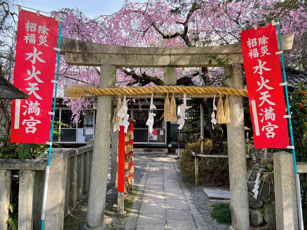 京都 水火天満宮の桜