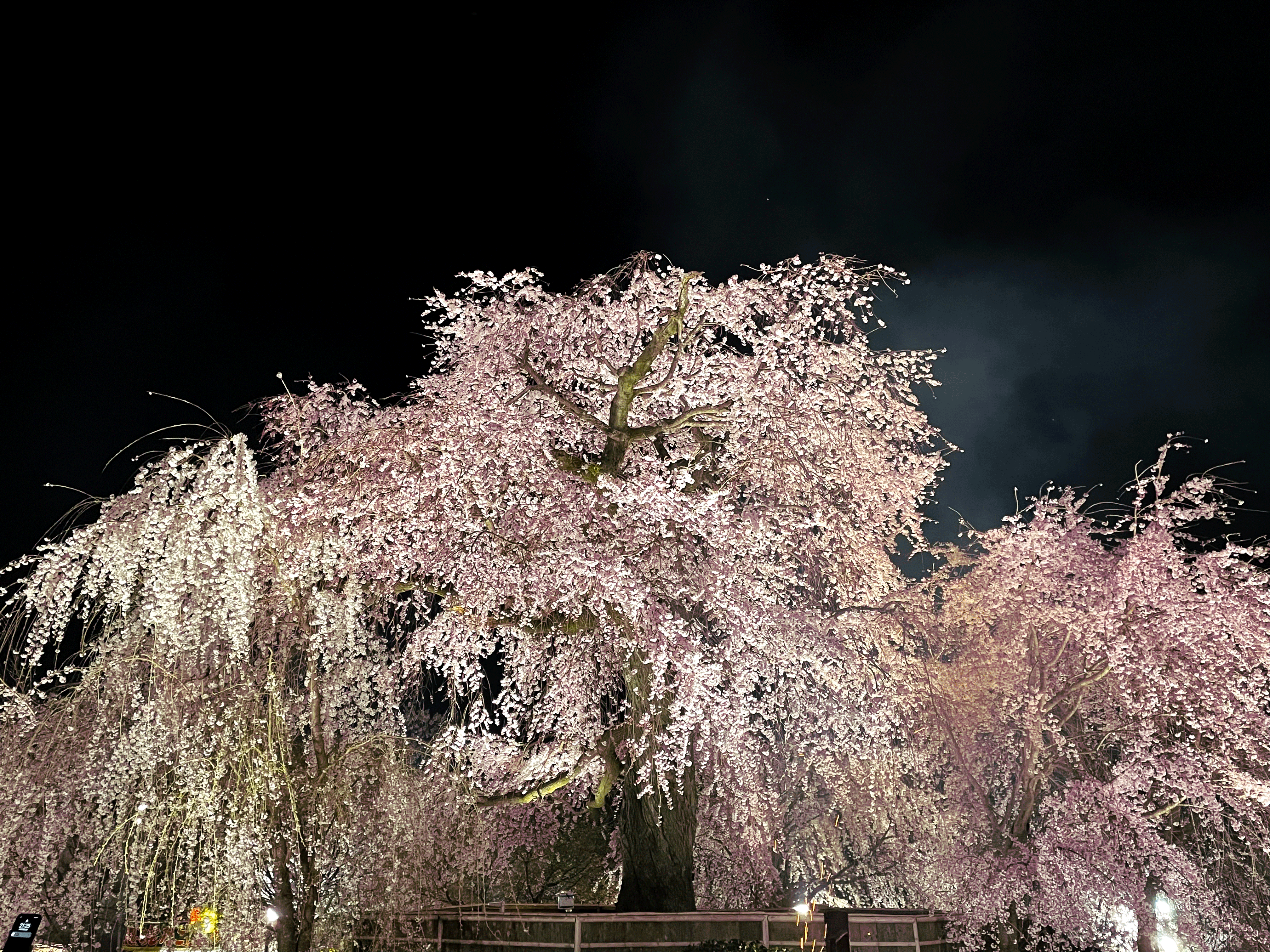 円山公園 夜桜　ライトアップ