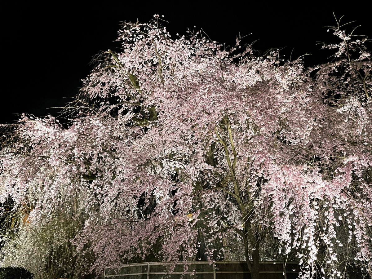 円山公園 夜桜　ライトアップ