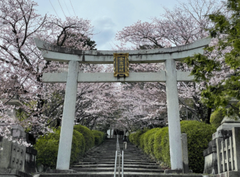 宗忠神社　桜
