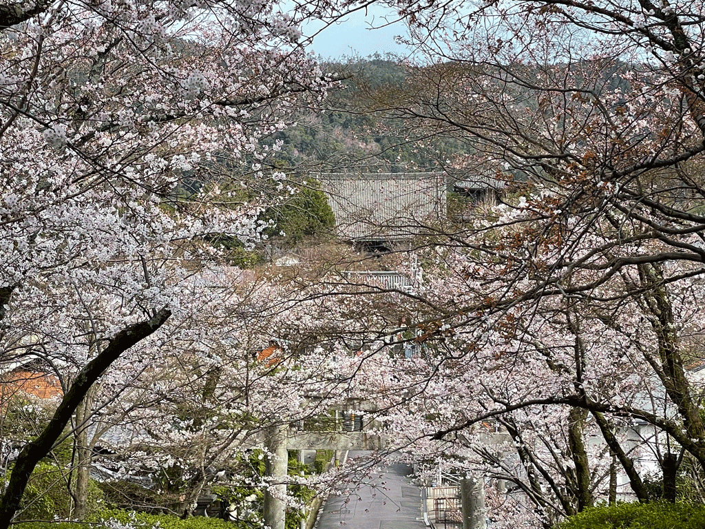 宗忠神社　桜