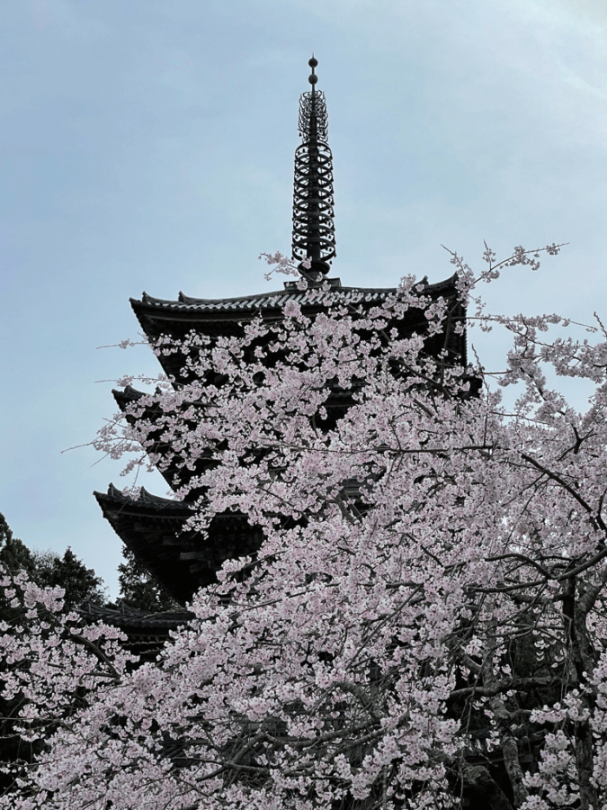 醍醐寺　桜