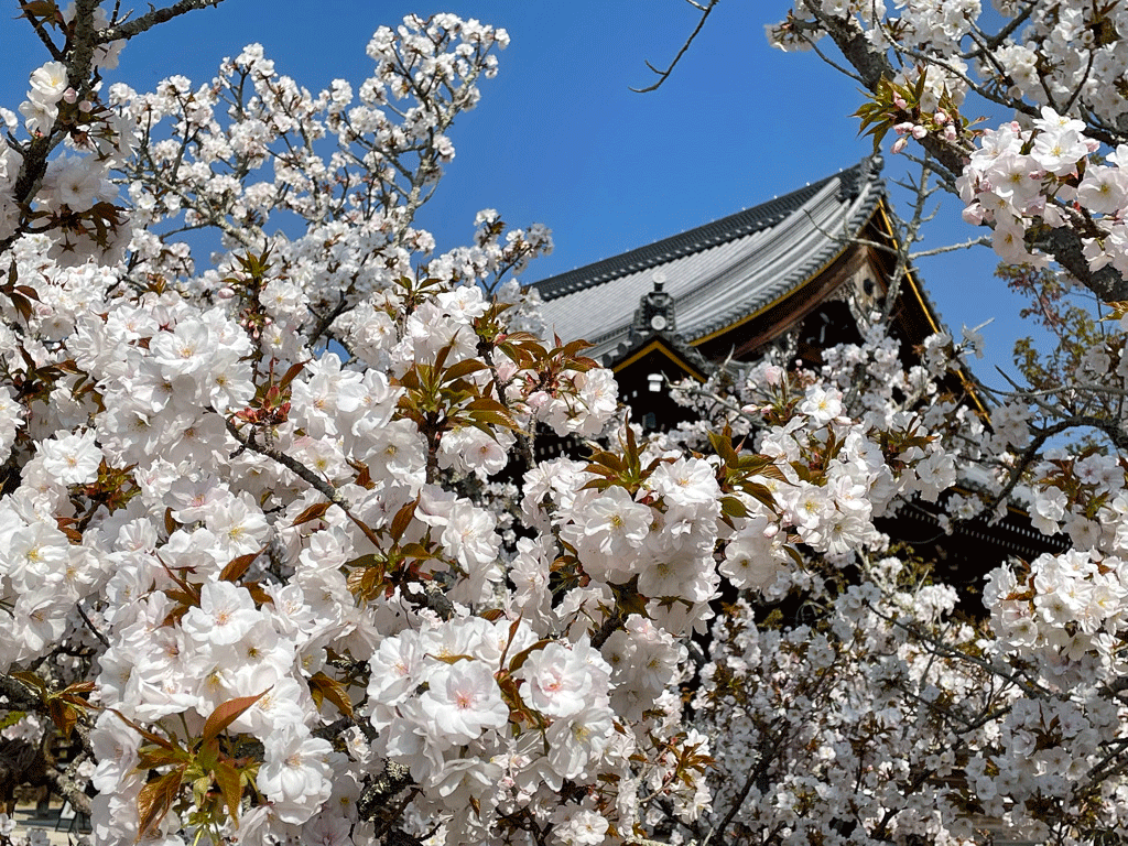 仁和寺　桜