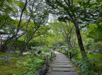 嵐山 宝筐院の青紅葉2