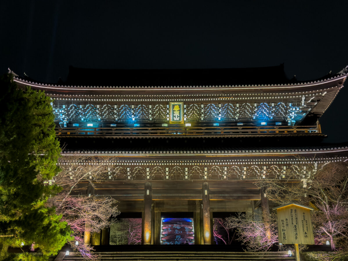 知恩院桜ライトアップ
