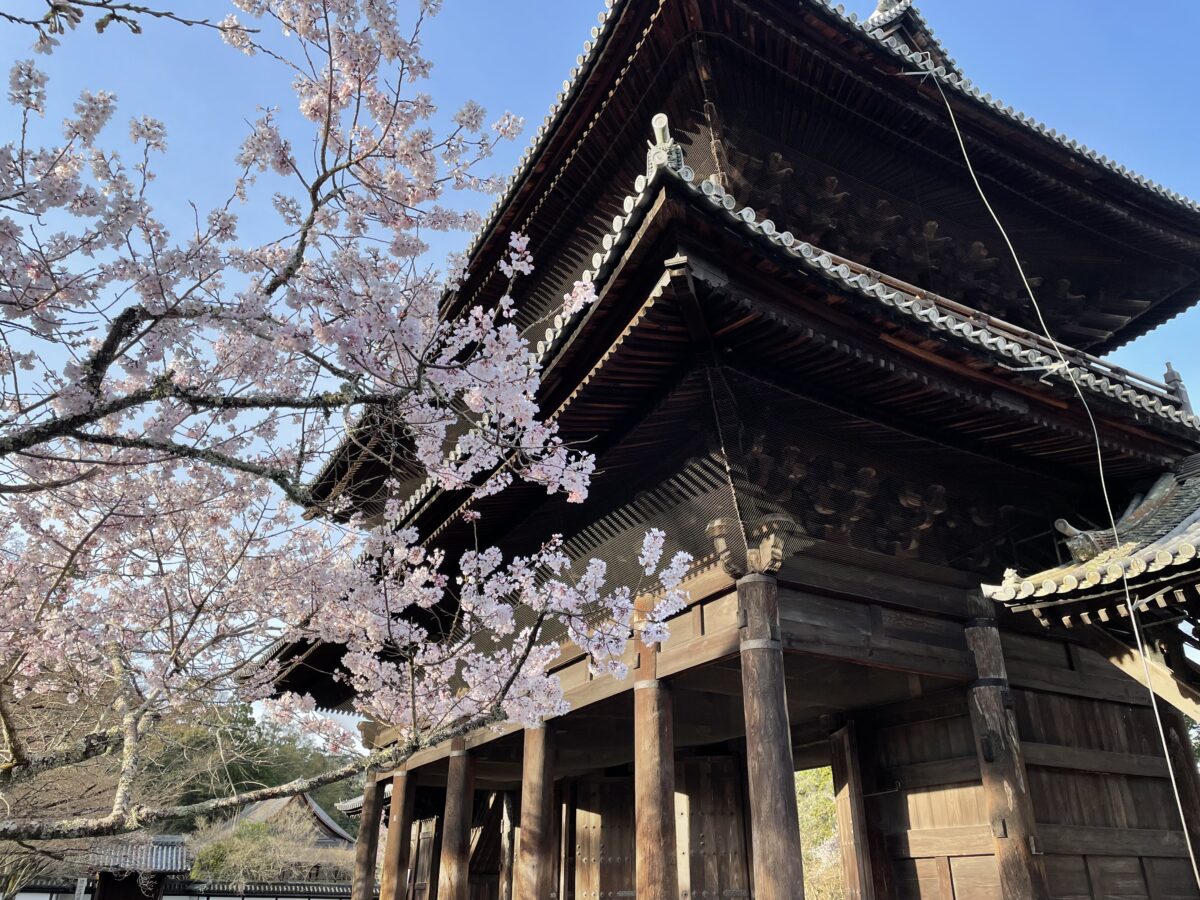 南禅寺　桜　山門