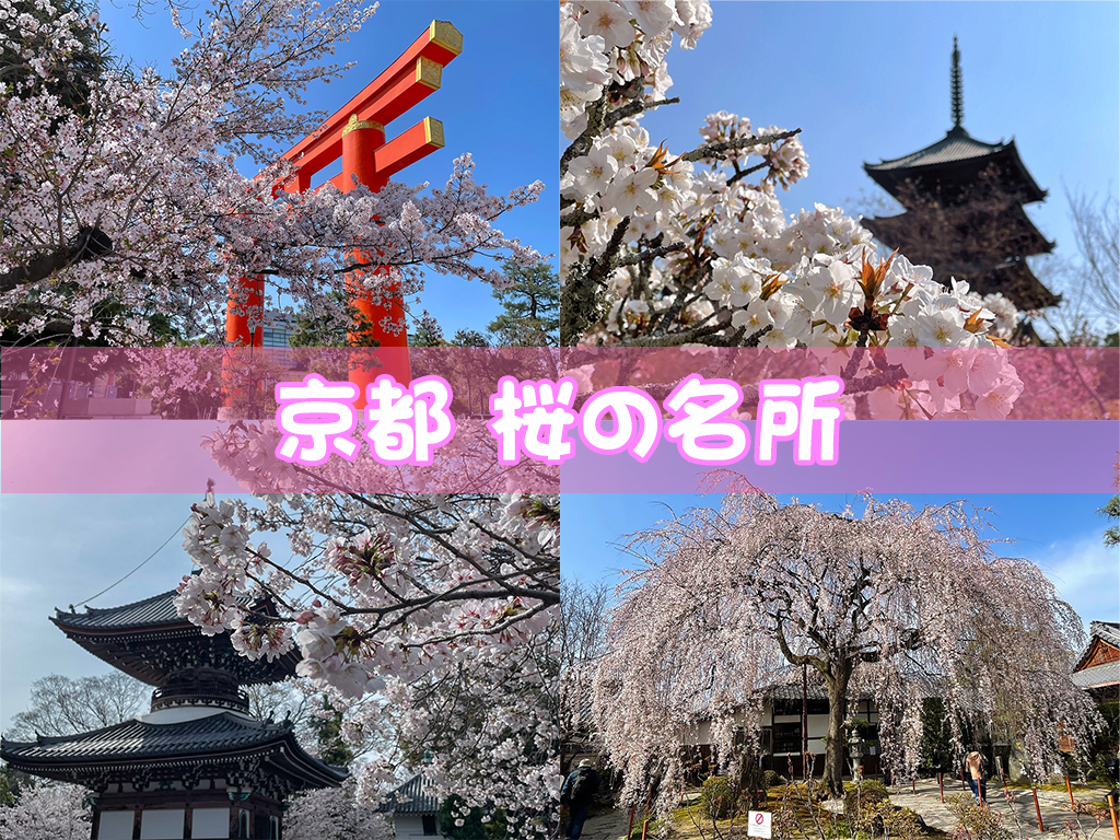 京都 桜の名所