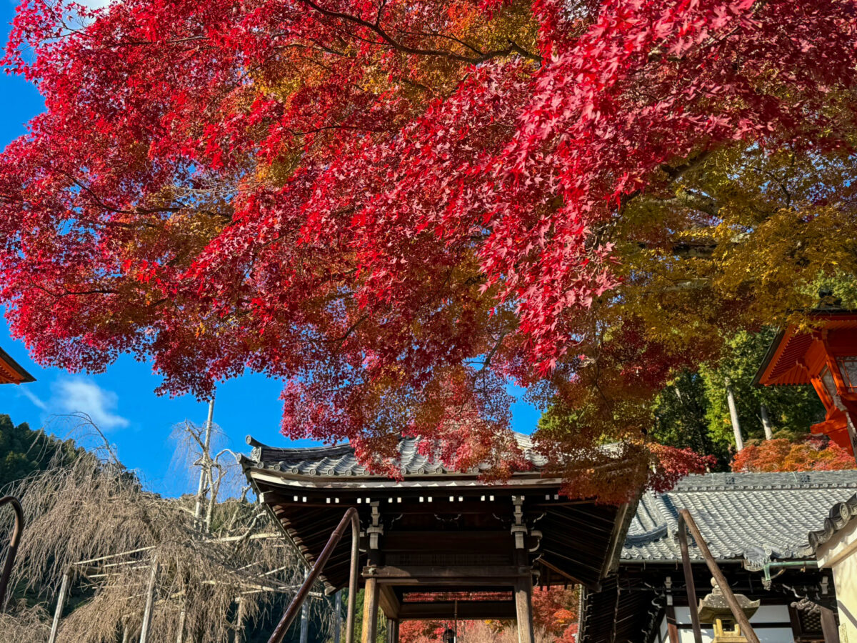 善峯寺紅葉-11