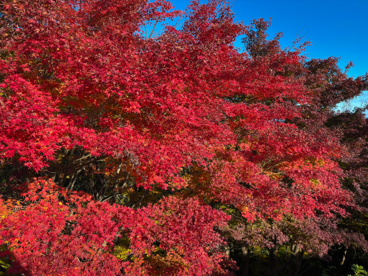 善峯寺紅葉-15