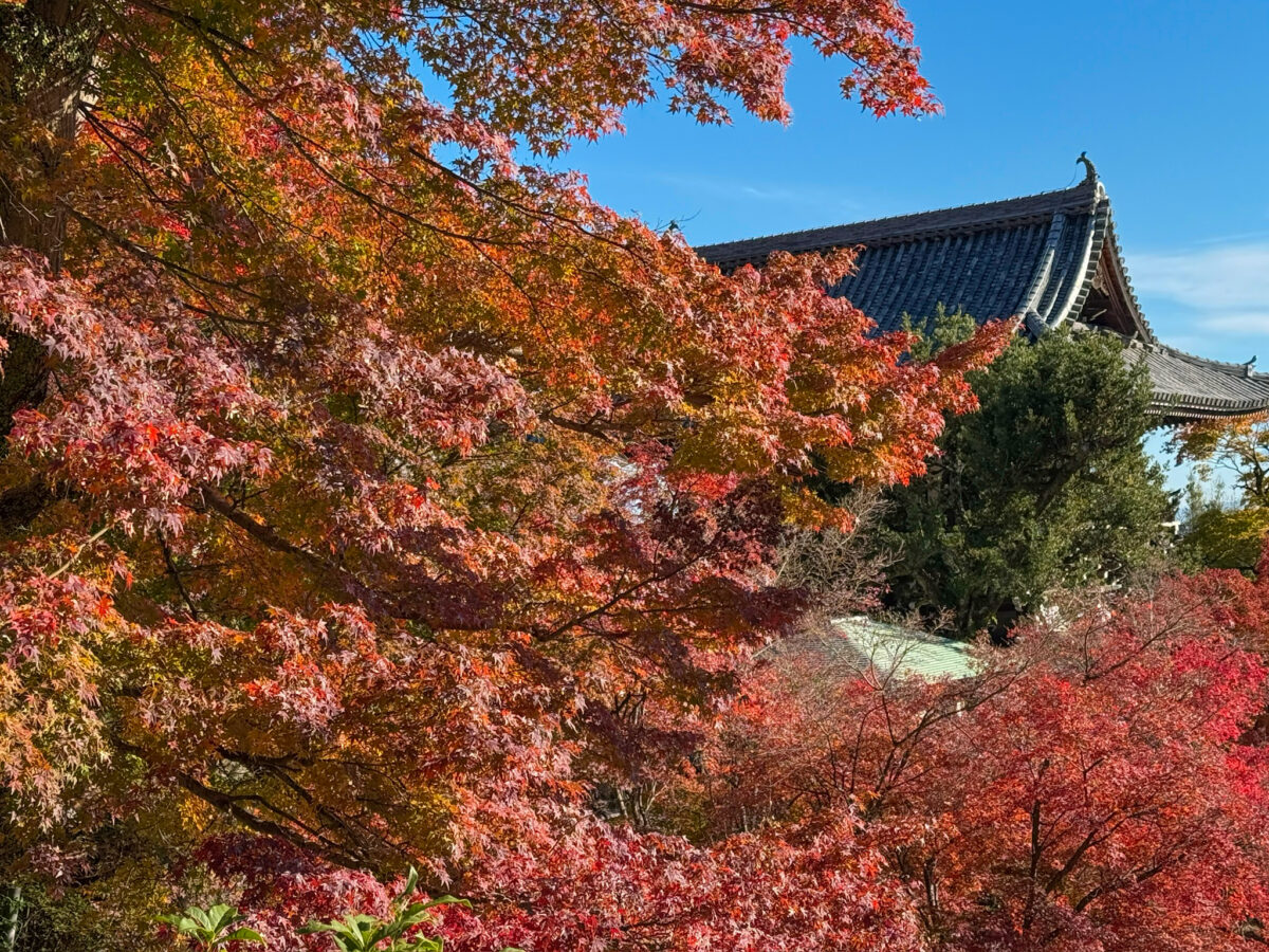 善峯寺紅葉-24