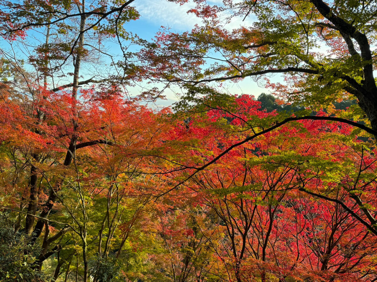 善峯寺紅葉-3