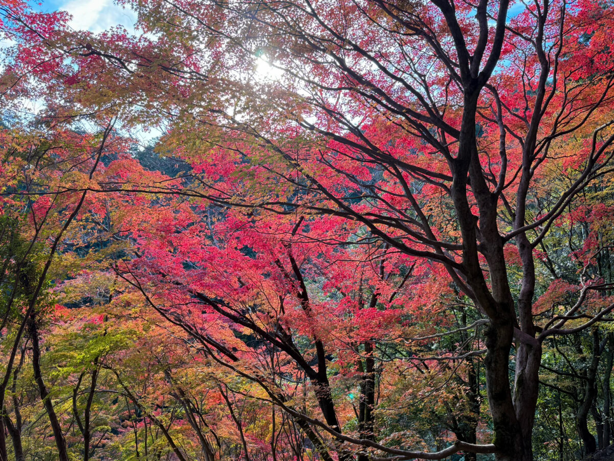 善峯寺紅葉-4