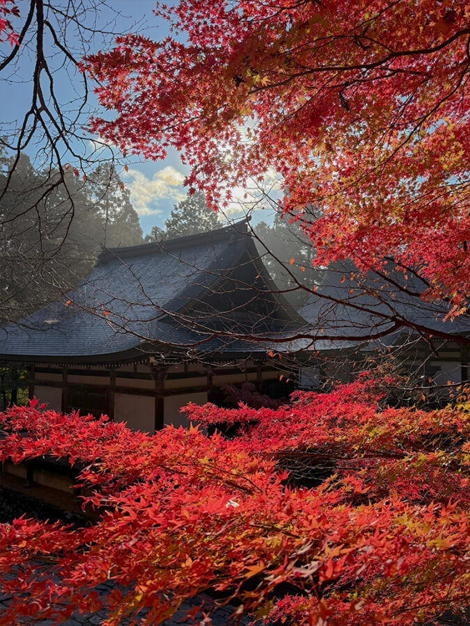 神護寺紅葉-15