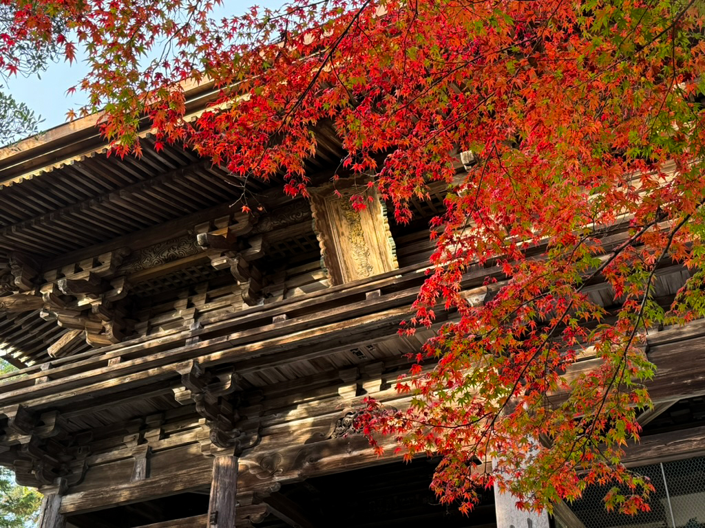 神護寺紅葉 朝日-4