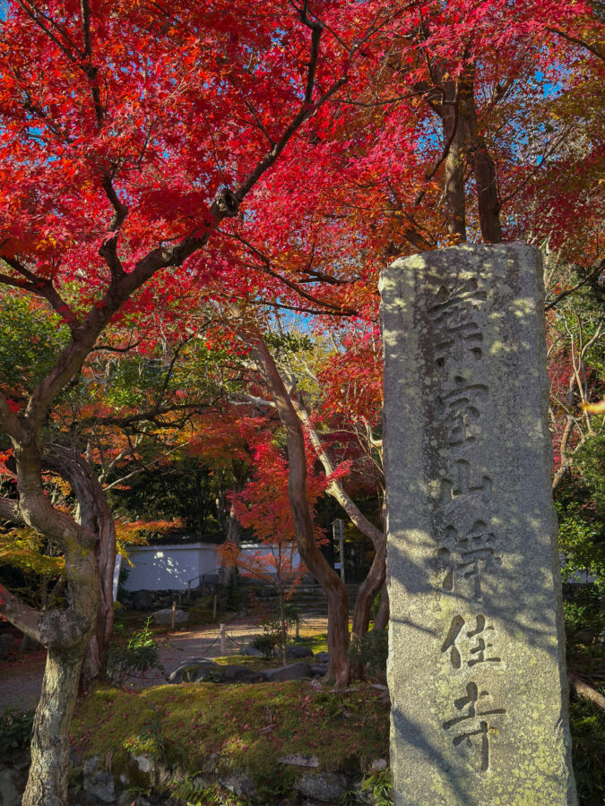 浄住寺紅葉-2