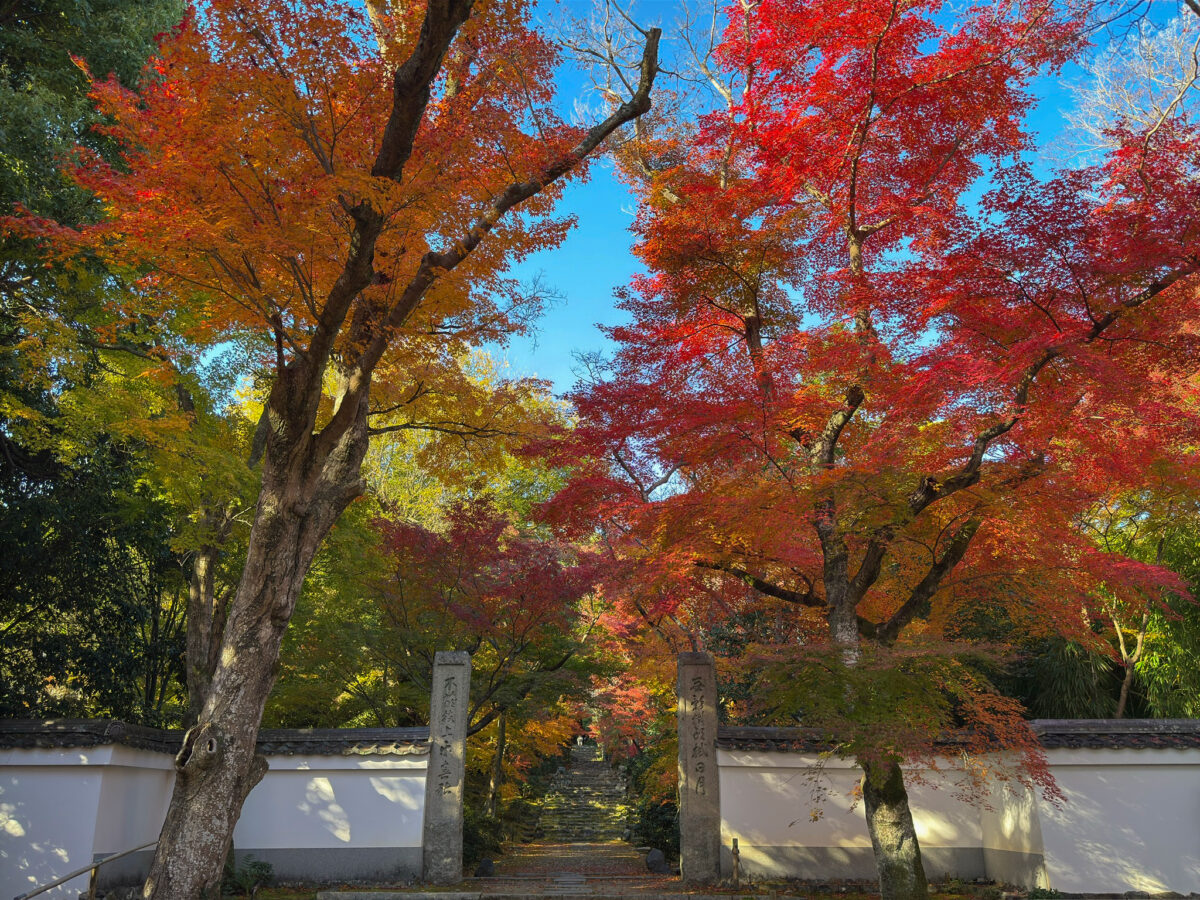 浄住寺紅葉-5