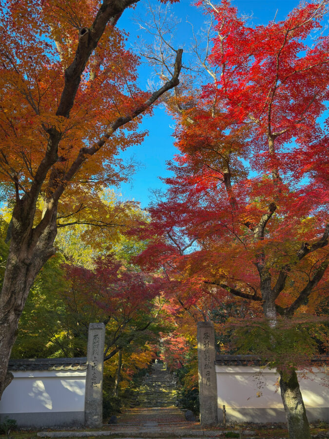 浄住寺紅葉-6