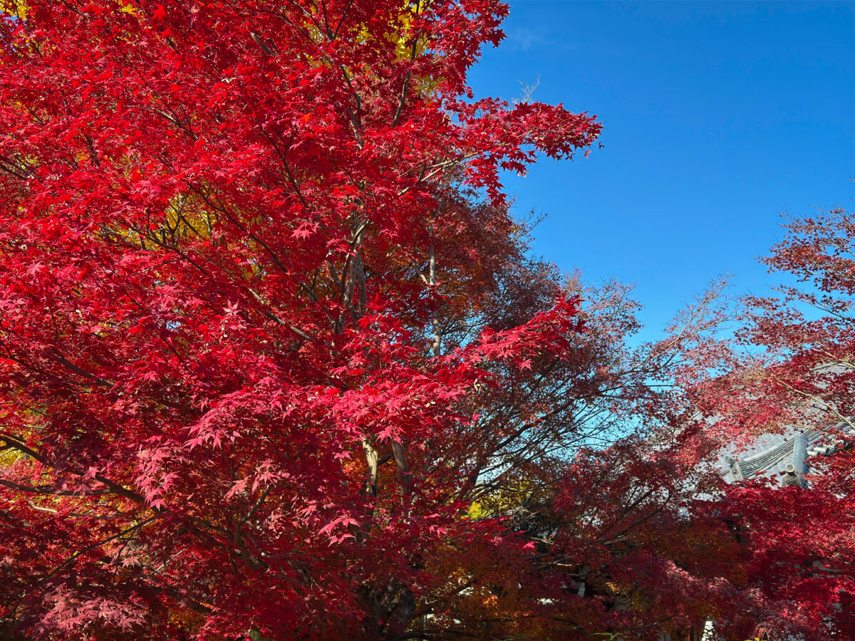 西雲院紅葉-3