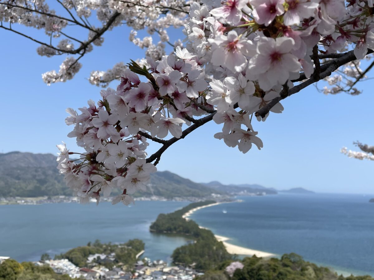 天橋立ビューランドから見る桜