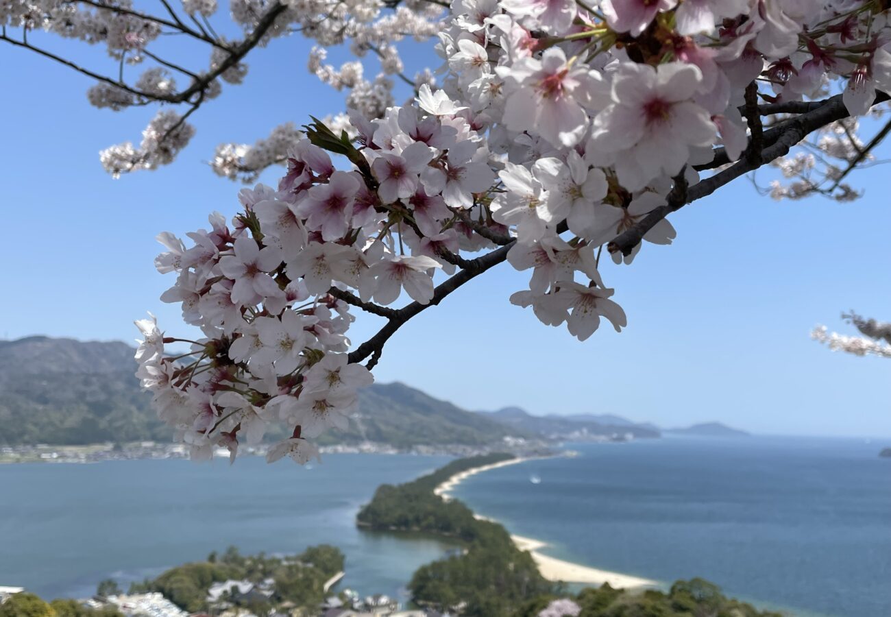 天橋立ビューランドから見る桜