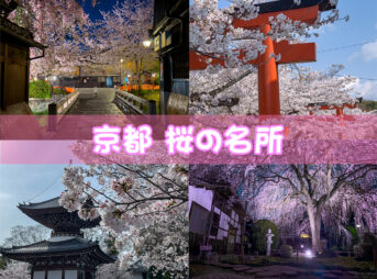 京都桜スポット