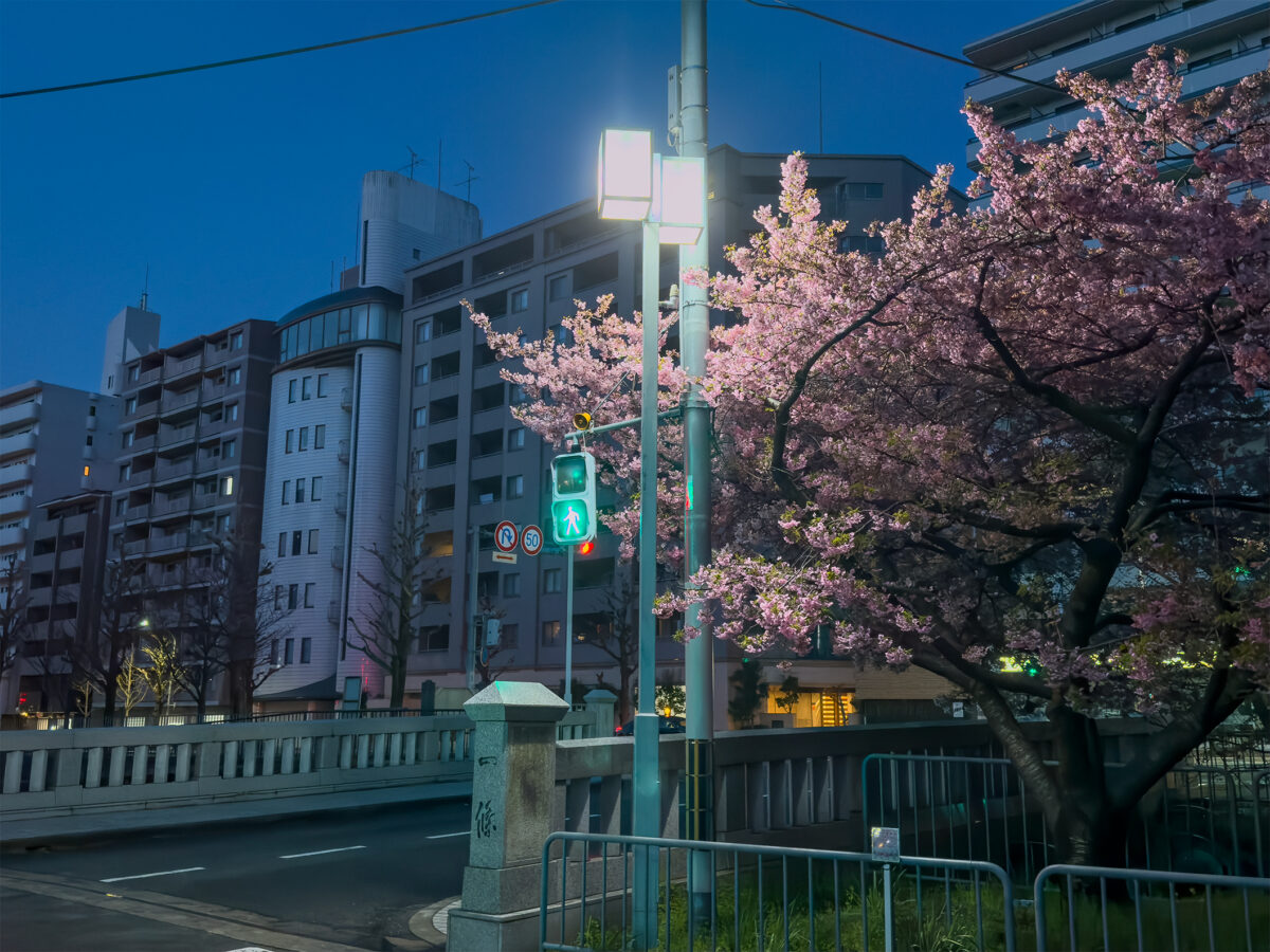 戻橋桜260307-5