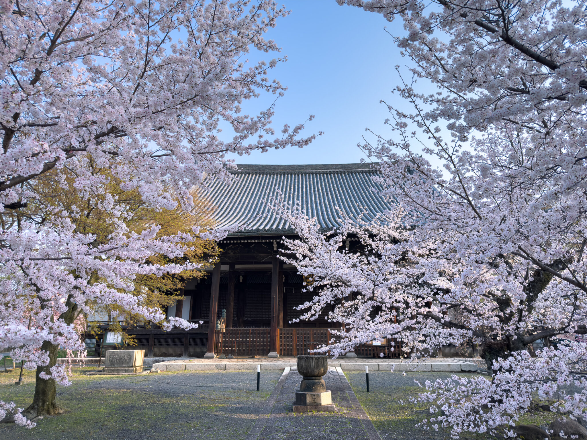 京都・立本寺の桜 - 京都観光のすゝめ