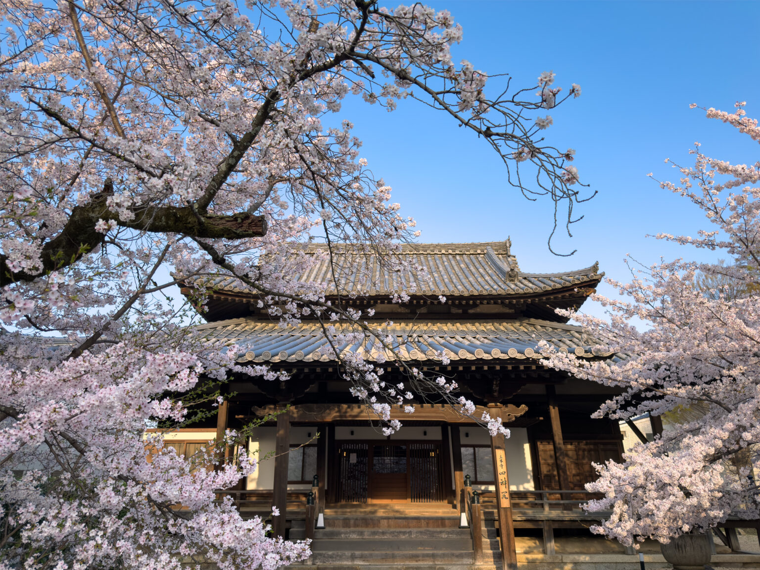 京都・立本寺の桜 - 京都観光のすゝめ