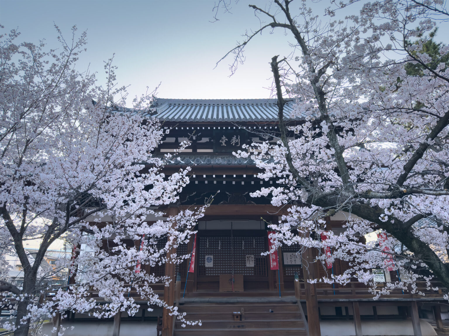 京都・立本寺の桜 - 京都観光のすゝめ