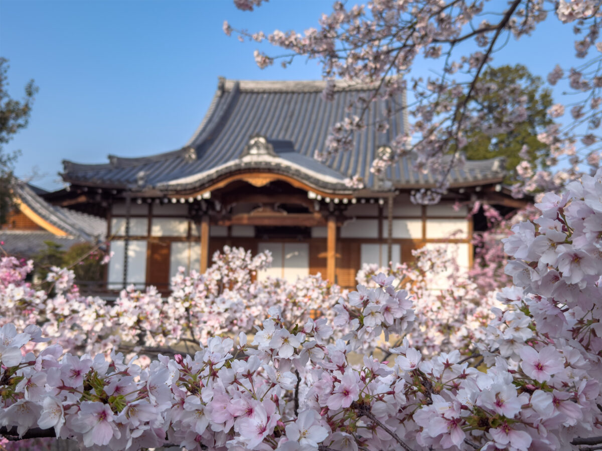上品蓮台寺桜20250407-4
