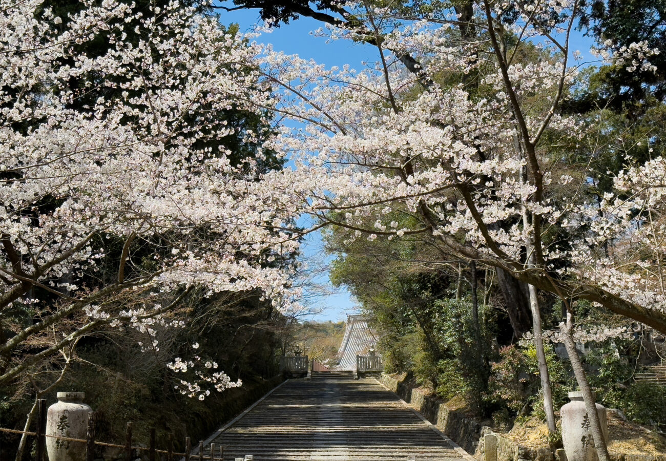 光明寺桜20250405-3