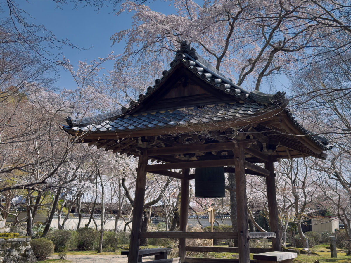 勝持寺桜20250405-9