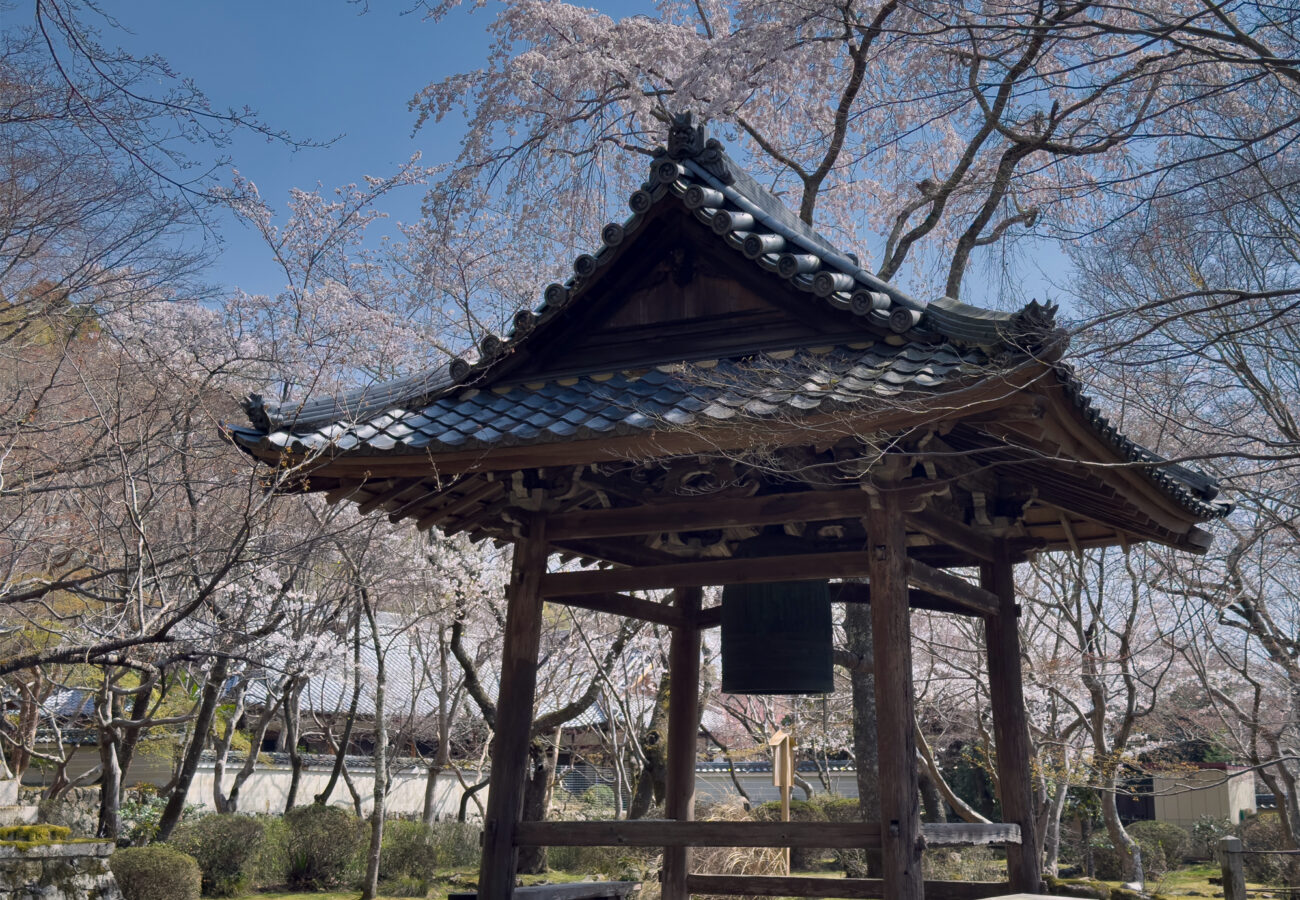 勝持寺桜20250405-9