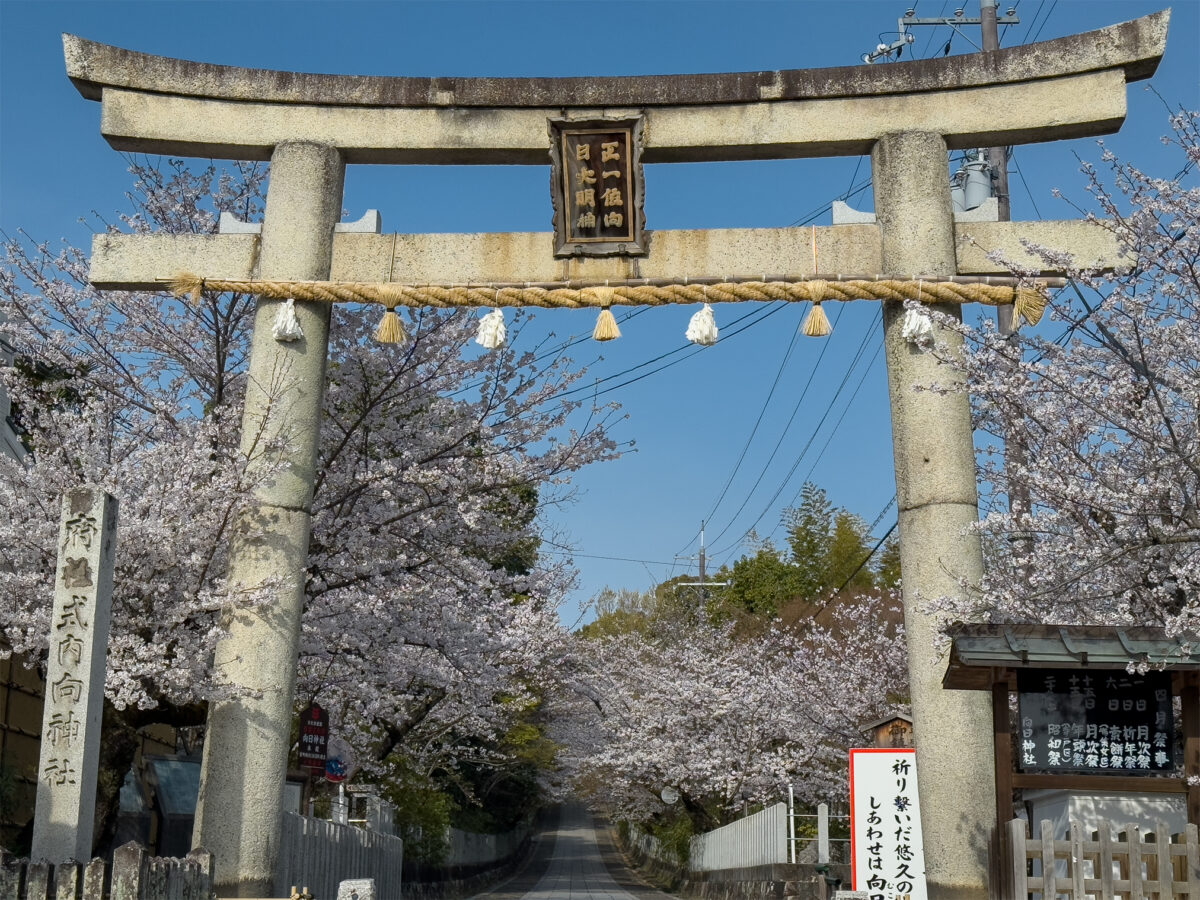 向日神社桜20250405-7