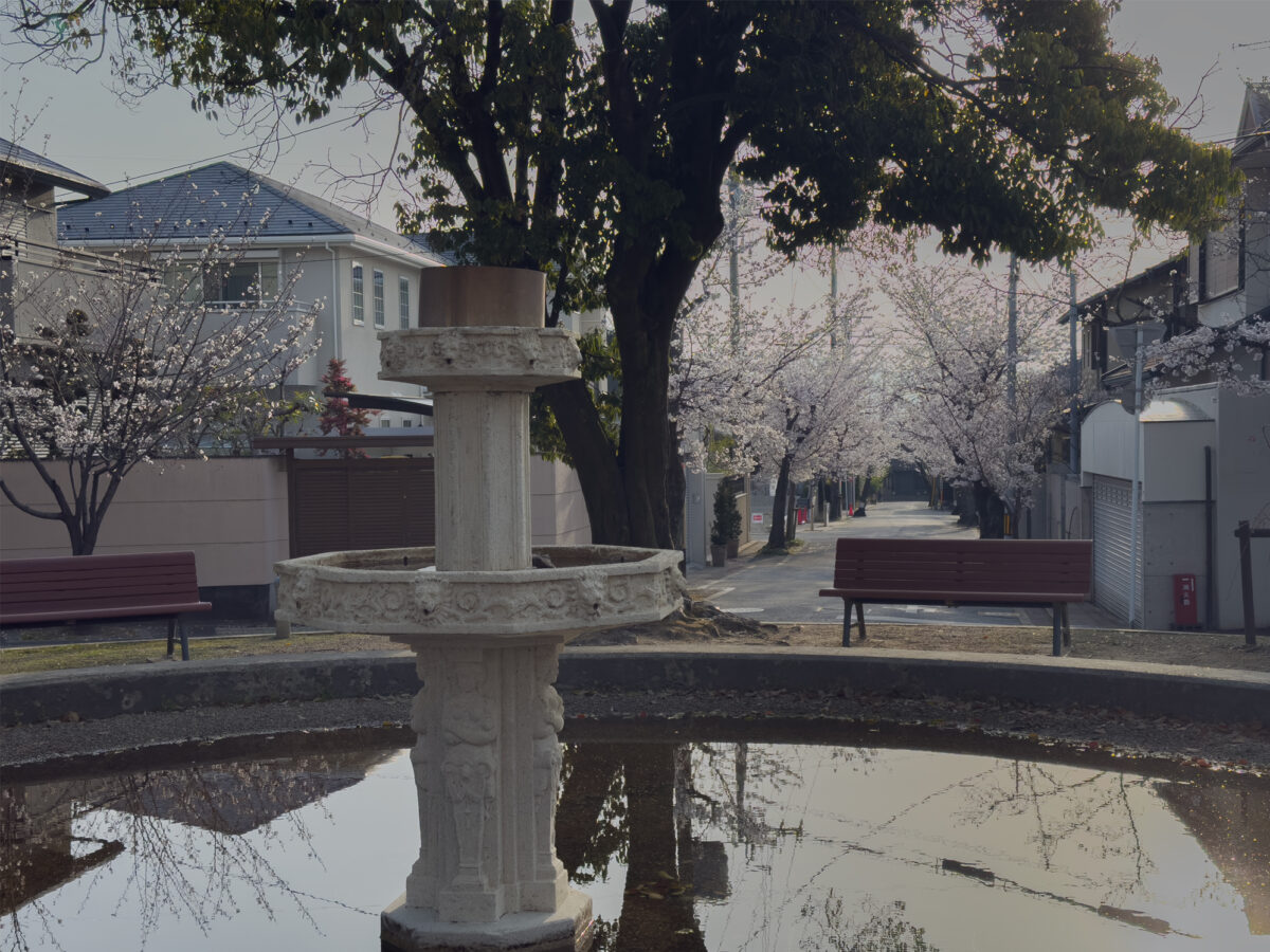 噴水公園桜20250405-2
