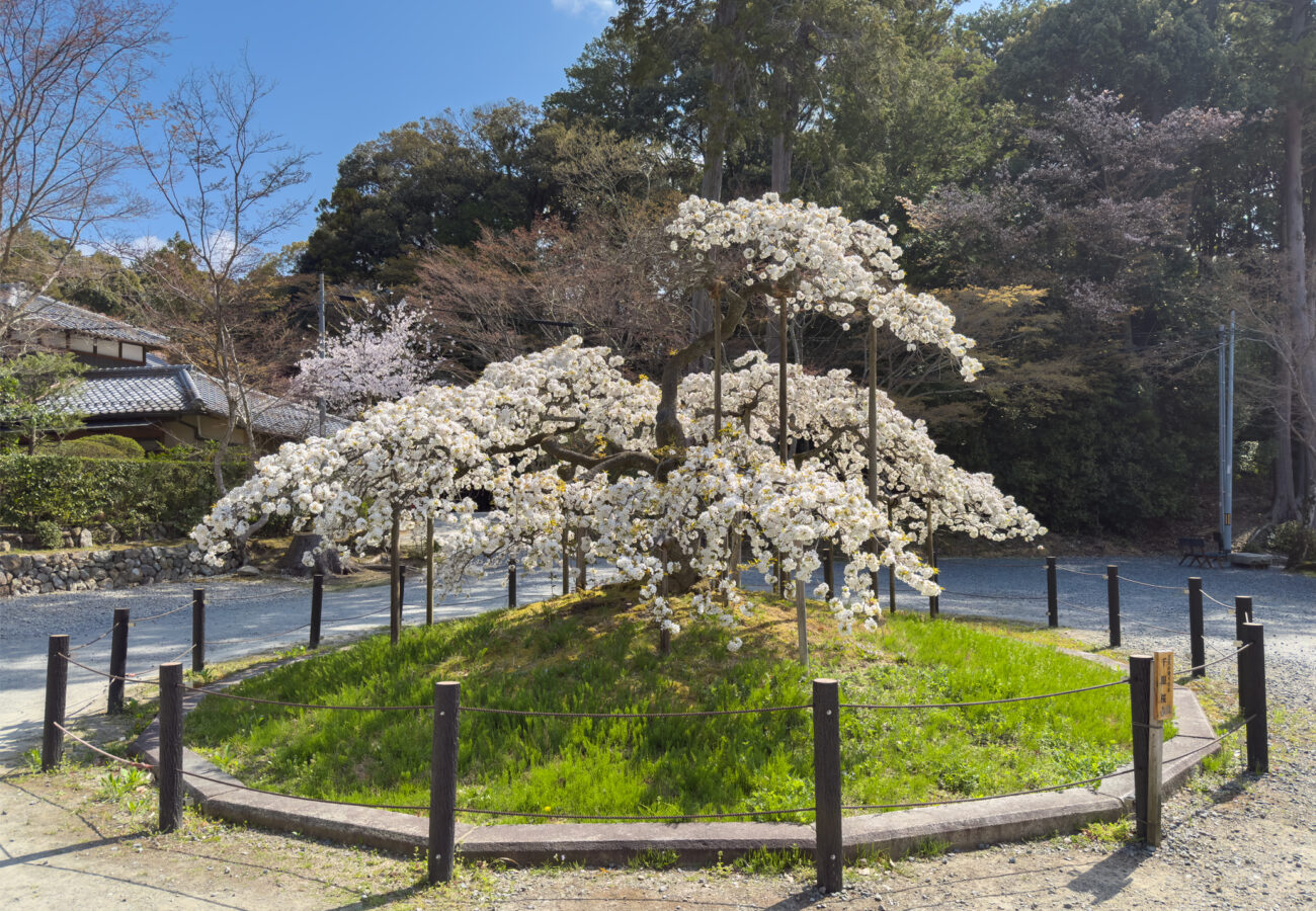 大原野神社桜20250409-1