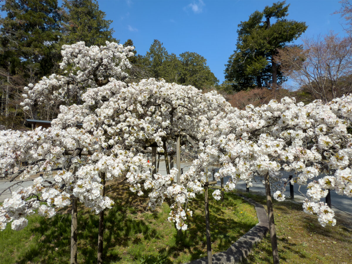 大原野神社桜20250409-2