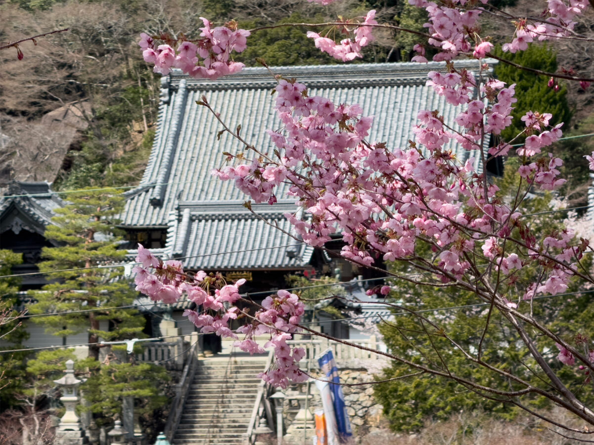楊谷寺桜250405-2